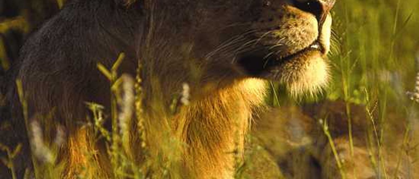 We recommend: Lion Sands Game Reserve