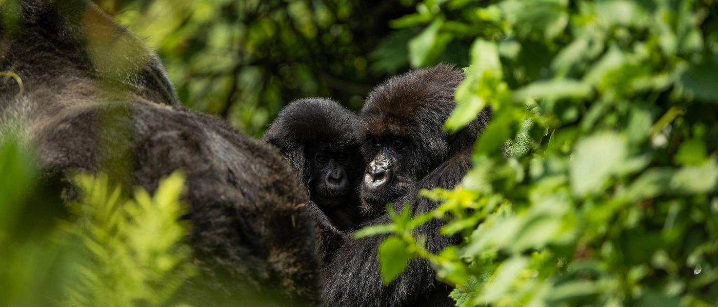 Top Ecotourism Destinations in Africa in 2024