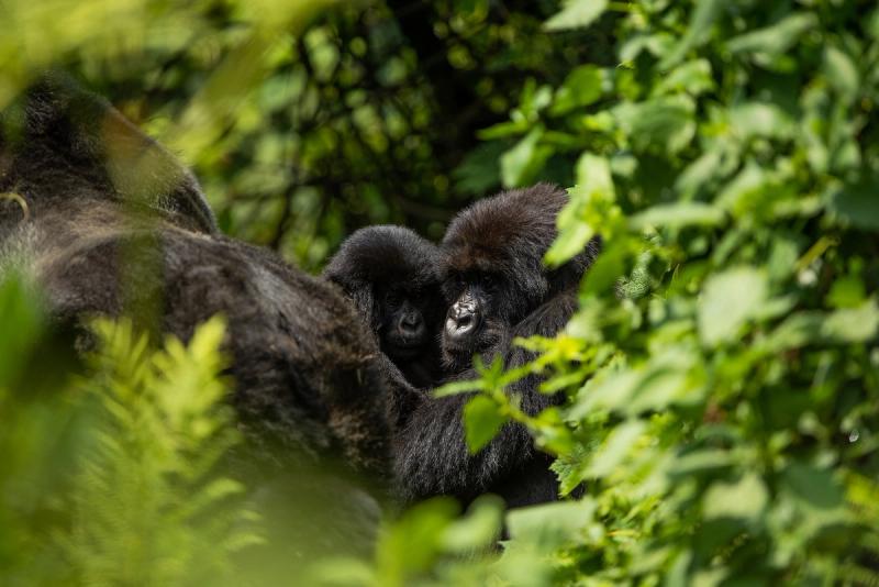 See mountain gorillas while experiencing shinrin-yoku in Africa