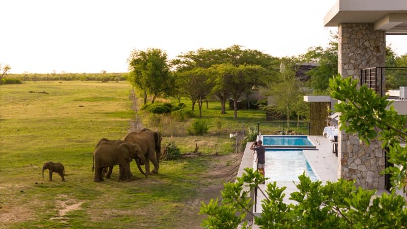 Elephants roaming just outside of Jamala Madikwe