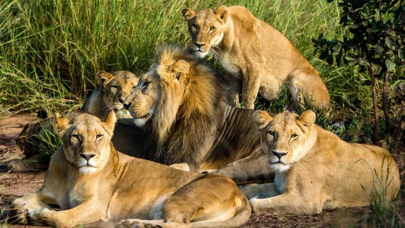 A pride of lions at the Four Seasons Safari Lodge Serengeti