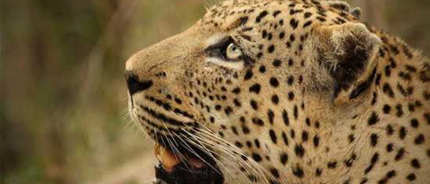 Samantha's Sabi Sand | A Photo Blog