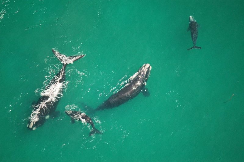 A pod of southern right whales, including calves, swims in turquoise waters during whale watching in Hermanus