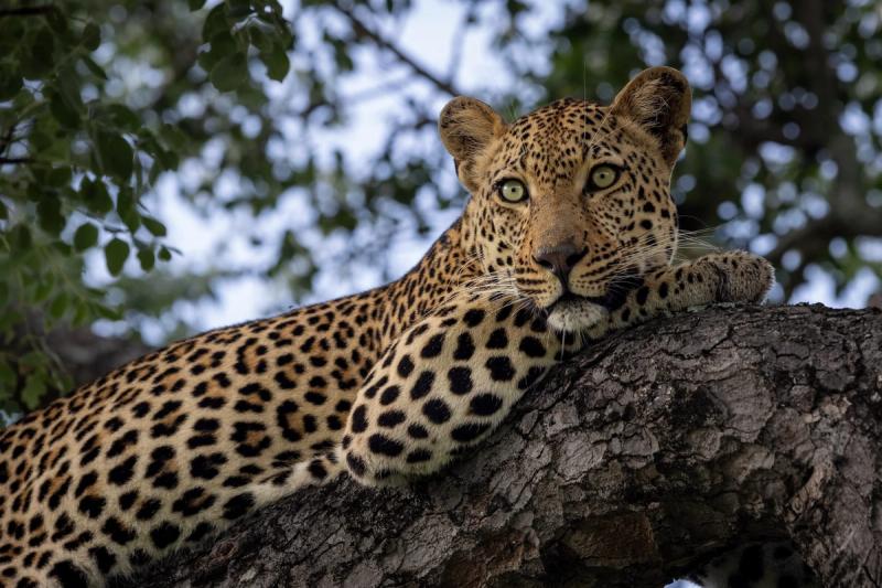 A leopard rests calmly on a tree branch, unaffected by the recent travel advisory confusion