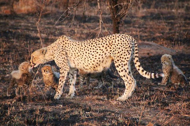 Africa's Wild 3