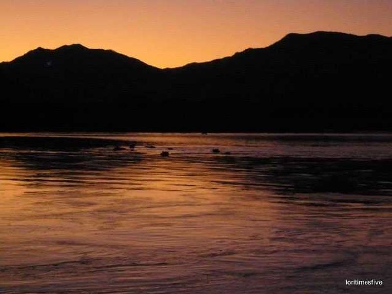 A crash of hippos bathing in the last light. | The Zambezi River