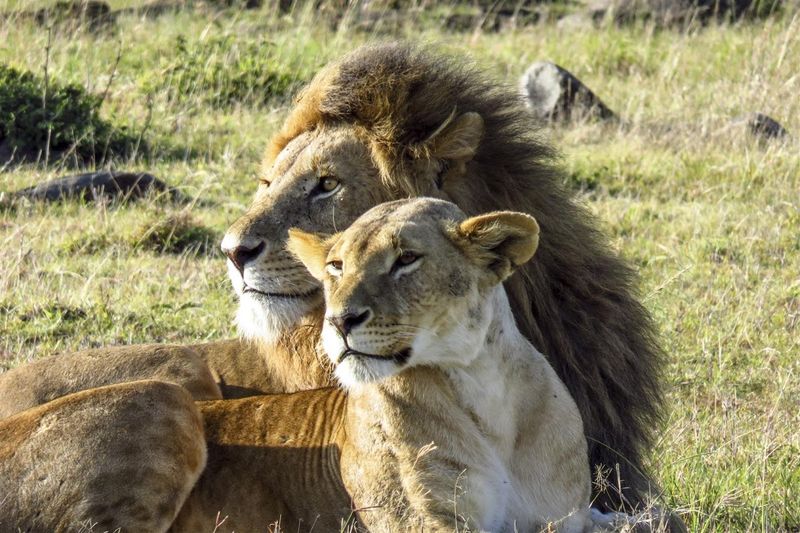 Löwenpärchen im Samburu National Reserve, ein Geheimtipp unter den Nationalparks in Kenia