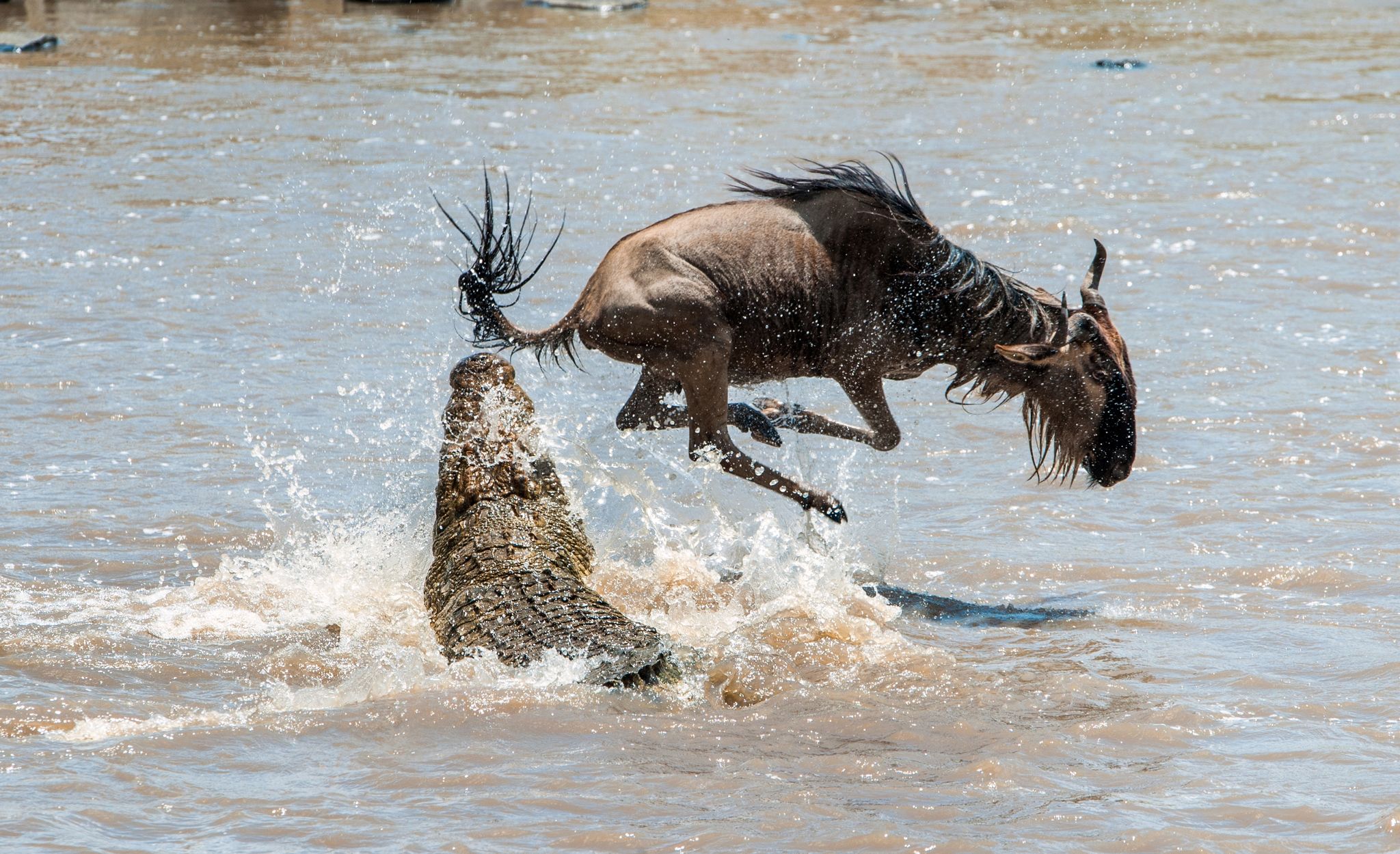 Epic Videos: The 5 Best Wildlife Battles in Africa