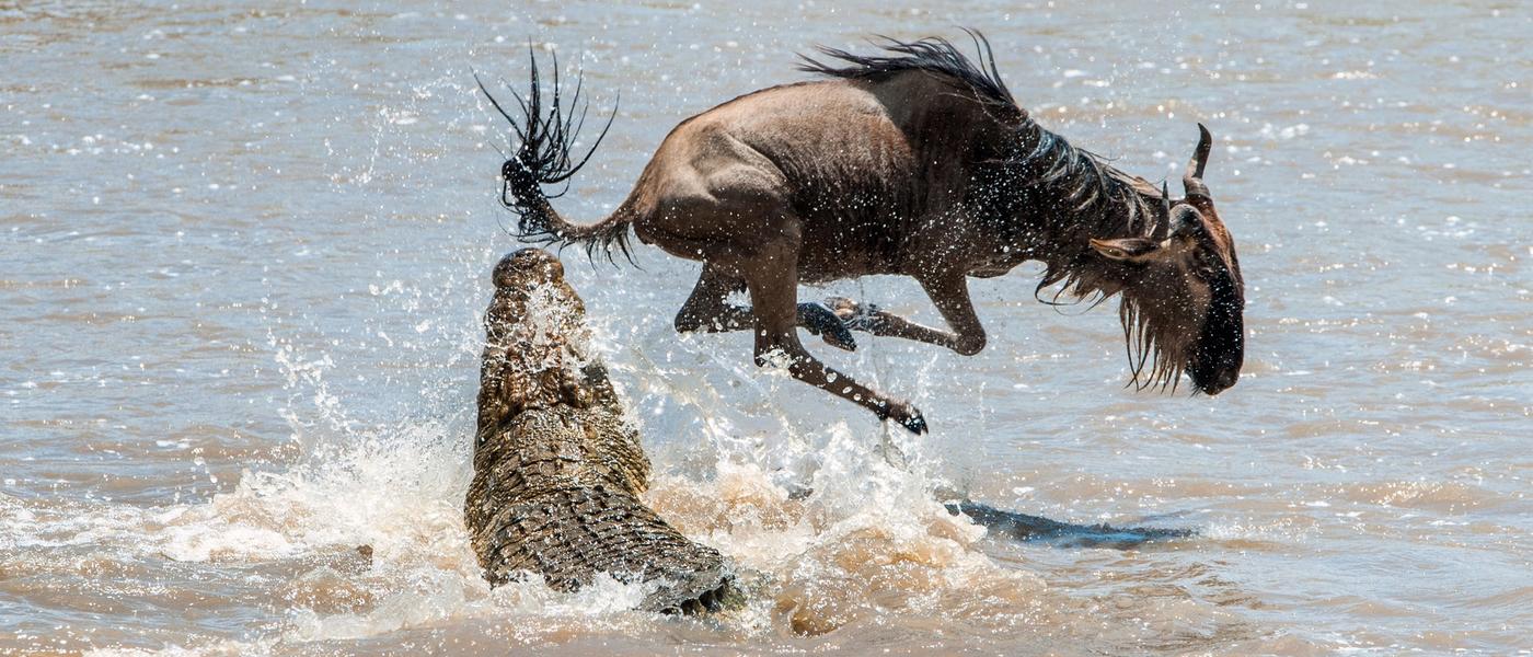 Epic Videos: The 5 Best Wildlife Battles in Africa