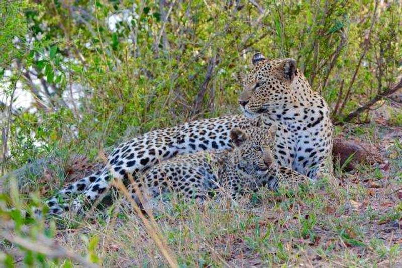 Female leopard and her cub at Londolozi