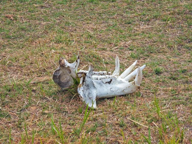 A skull of an elephant lying on the grass in the Okovango Delta of Botswana