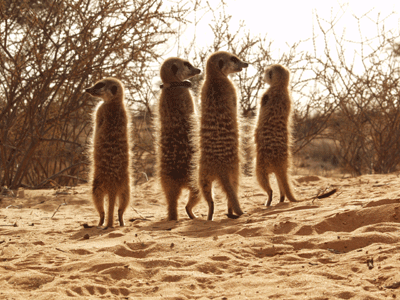 Walk with Meerkats