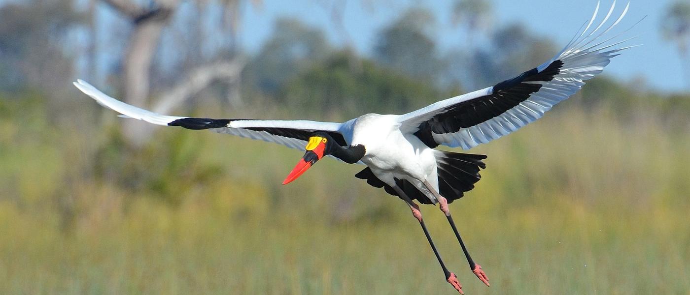 Las aves del Parque Nacional Kruger