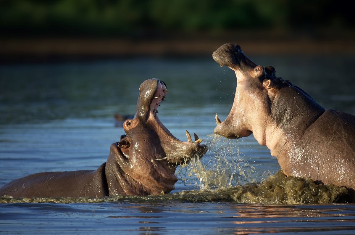L’Afrique australe ou L’Afrique de l'Est : Quelle région offre le meilleur safari ?