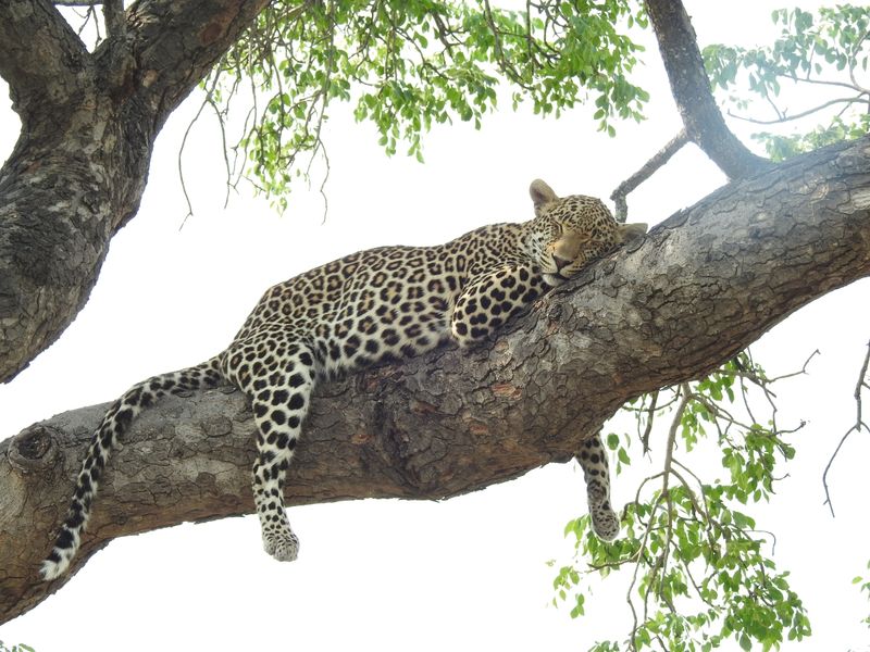 Sleeping leopard in a tree