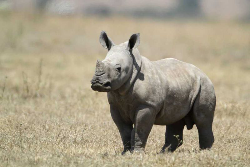 Baby white rhino