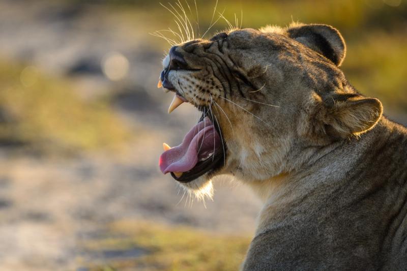 Lioness in Tembe Elephant Park in KwaZulu-Natal