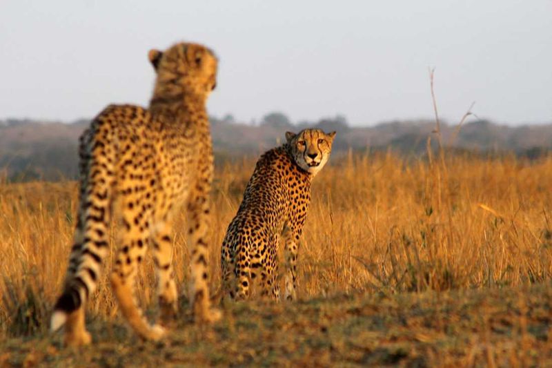 Cheetahs at Phinda