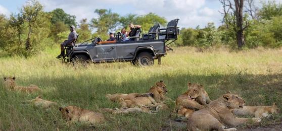 Les meilleures activités safari dans le Kruger