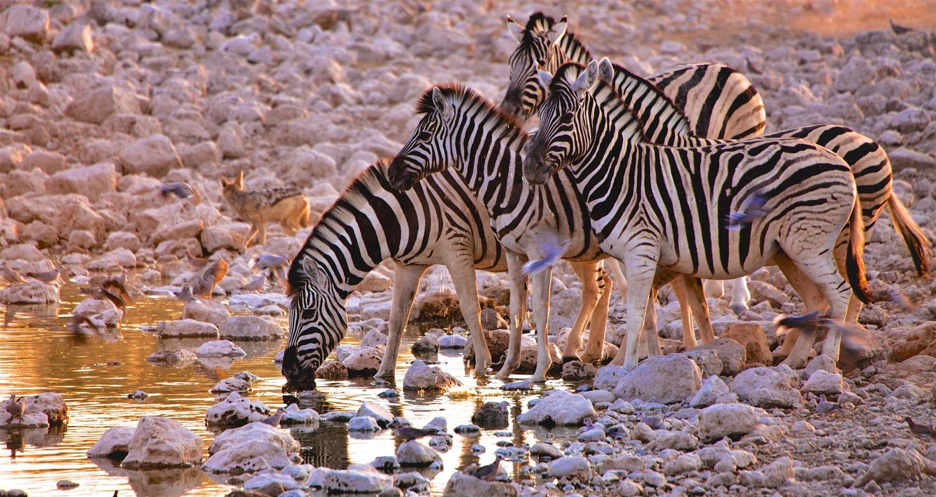A Guide to Etosha National Park