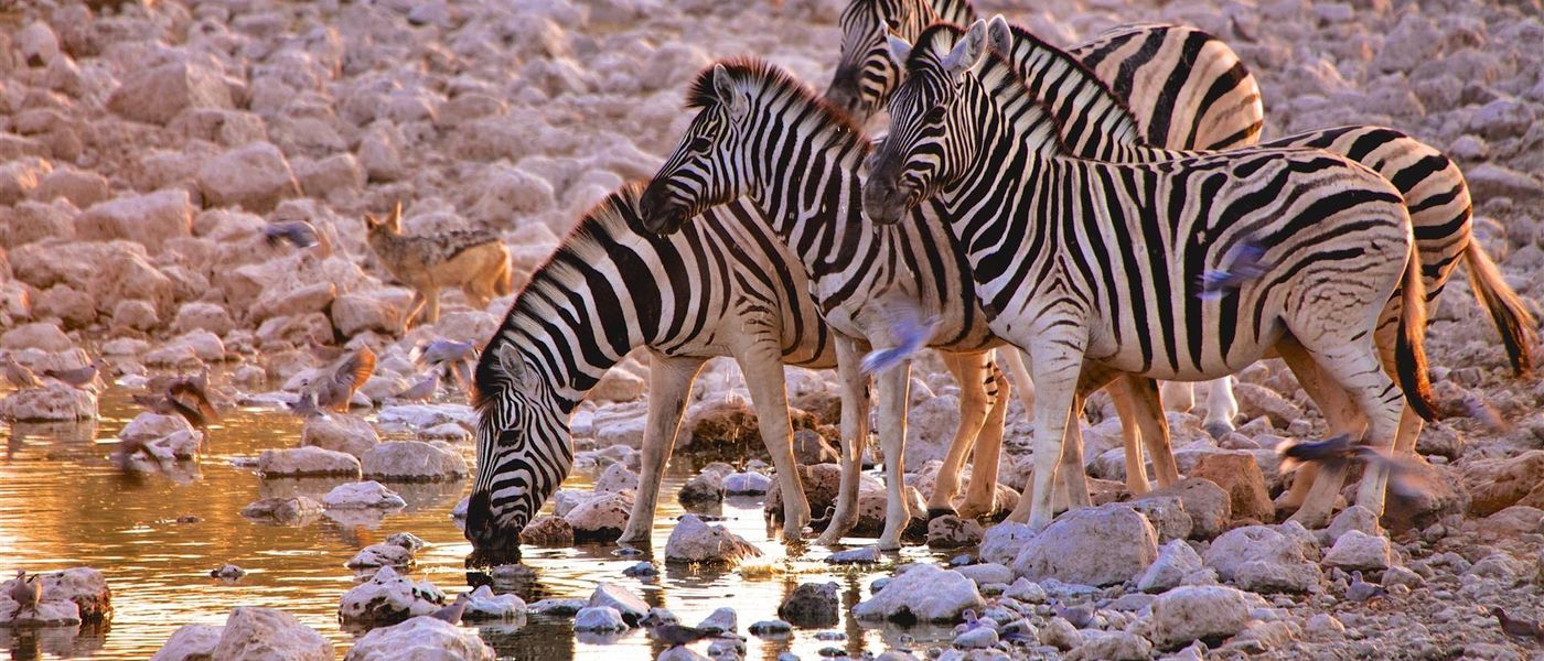 A Guide to Etosha National Park