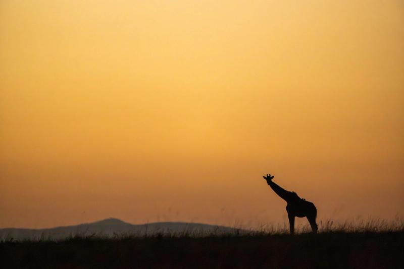 Silhouette of a giraffe at sunrise on the Maasai Mara plains in Kenya, a must-see destinations in East Africa