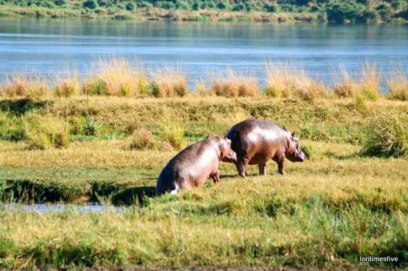 A pair of hippos | Mana Pools