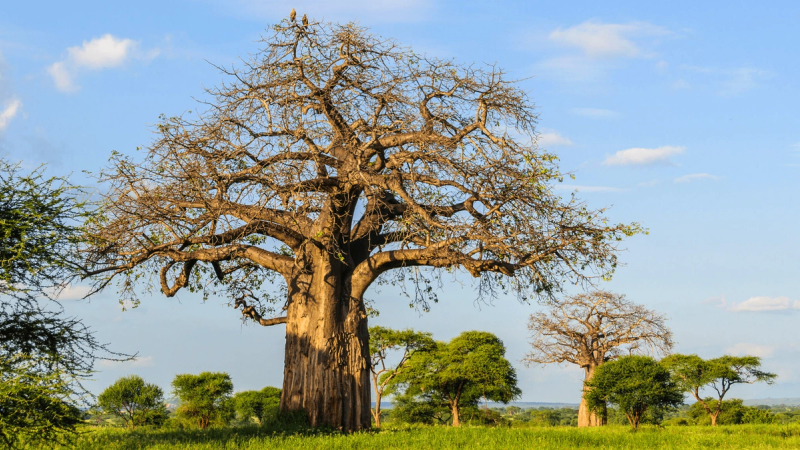 A baobab of Tarangire National Park, one of the best places to go on a Tanzania safari. 