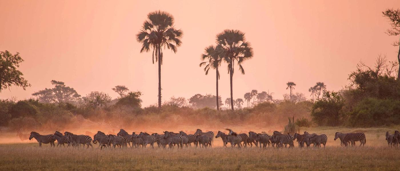 Have You Heard of the Zebra Migration?