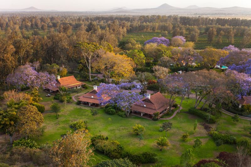 An aerial view shows colonial-style cottages scattered across manicured lawns and jacaranda trees on a working estate, reflecting the garden calm of Luxury safari lodges in Tanzania near Arusha.
