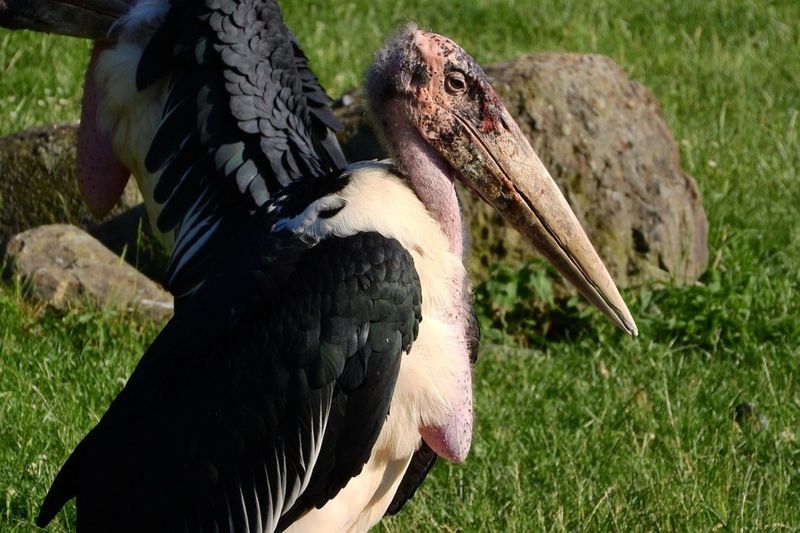 The marabou stork