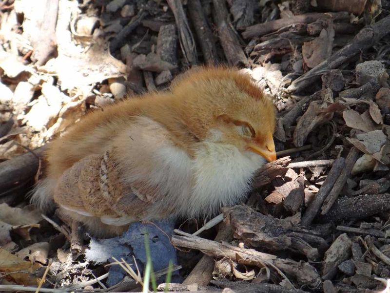 Chicklet