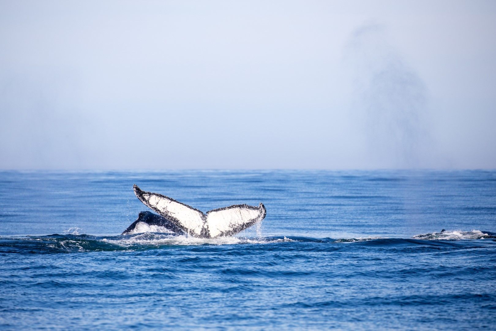 A Whale of a Time with Marine Dynamics