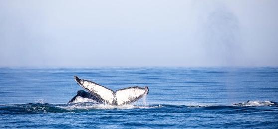 A Whale of a Time with Marine Dynamics