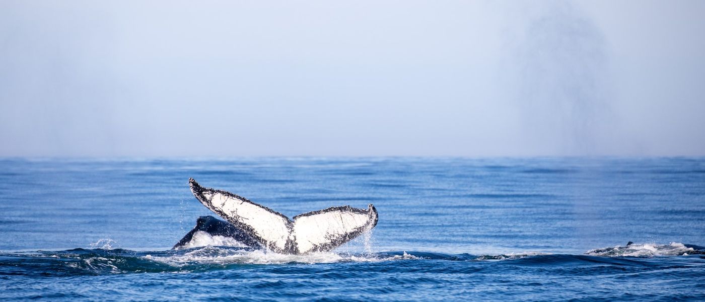 A Whale of a Time with Marine Dynamics