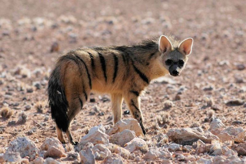 Sighting of an aardwolf during the day