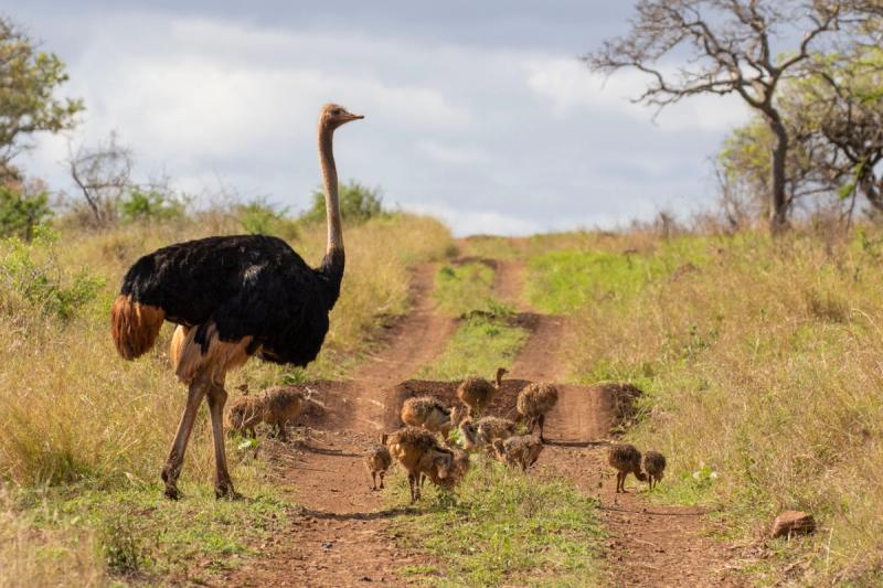 Family of ostrich in Manyoni Game Reserve in KwaZulu-Natal