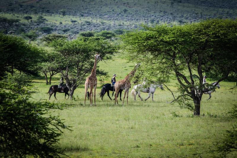 Horseback riders move quietly through open grassland beside giraffes, capturing a bold and immersive return trip to Africa.