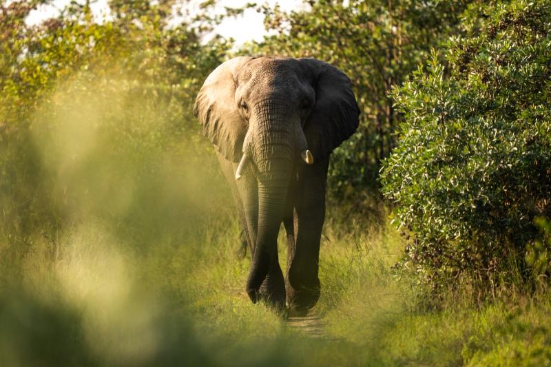 Elephant walking at Silvan Safari in South Africa