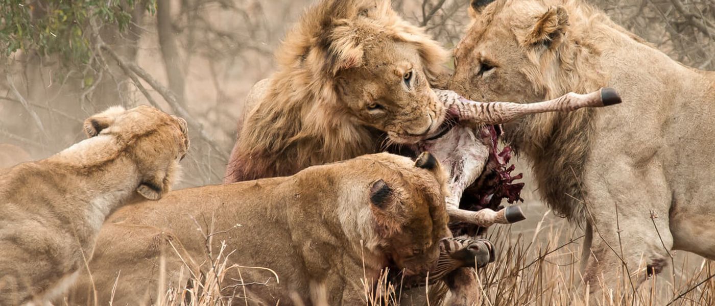 Les scènes de chasse les plus époustouflantes