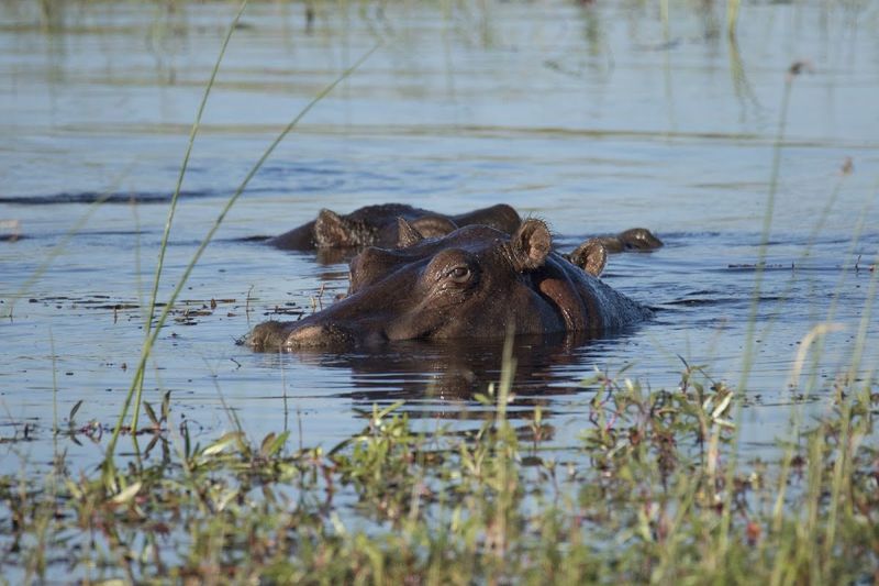 Ein Flusspferd im Wasser