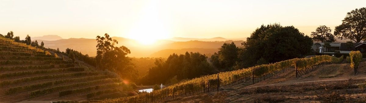 Wine Tram Wonders | Franschhoek Wine Valley