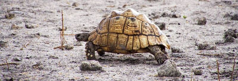 Tortoise at Chobe