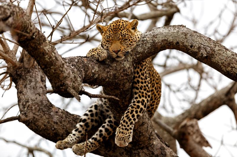 A leopard naps draped across the curve of a bare tree branch