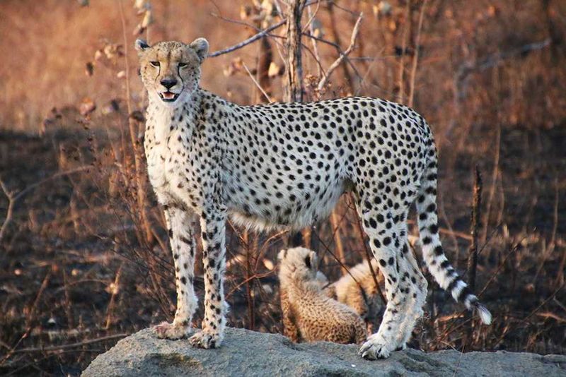 Africa's Wild 3