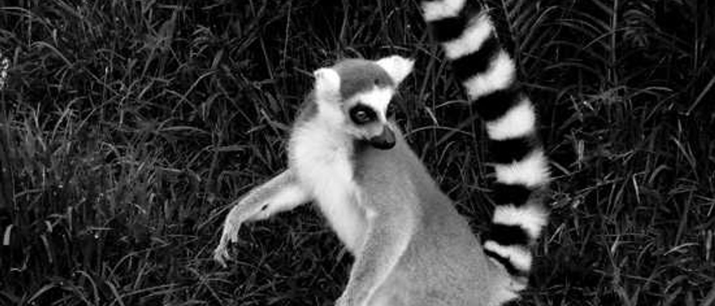 David's Madagascar Diary - Andisabe & Mantiba