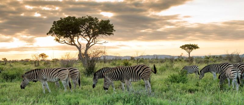 Zebras grasen im hohen Gras im Madikwe Game Reserve in Südafrika