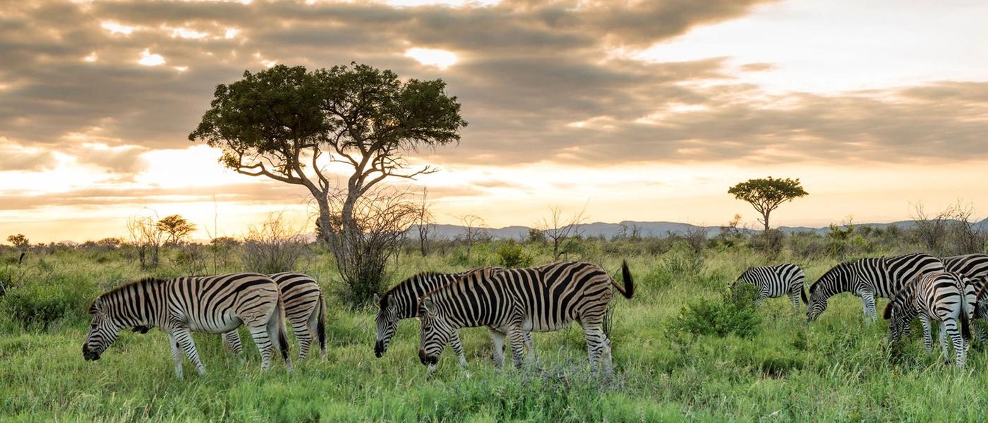 Safári livre de malária na África do Sul | Conheça a região de Waterberg