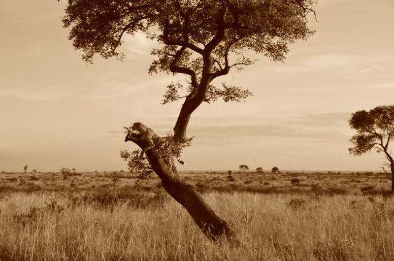 Leopard in a tree