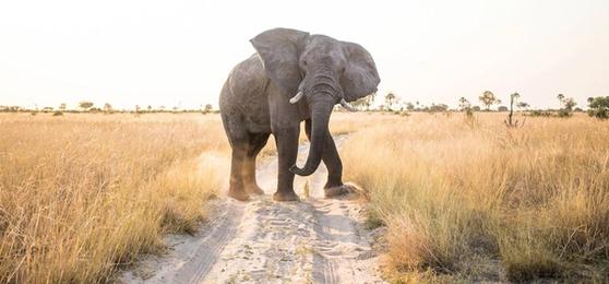 Pourquoi le Botswana Devrait Figurer sur Votre Liste de Souhaits